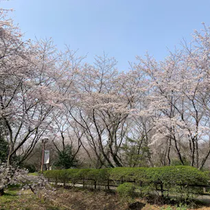 大阪府河南町　近つ飛鳥風土記の丘

天気が良かったので、歩いてみました。桜があと少しで満開です。ソメイヨシノが400本ほどあるそうです。2026年3月29日撮影。

隣接する博物館にカフェがあります。

今まで私の投稿写真をご覧いただき、ありがとうごさいました。
