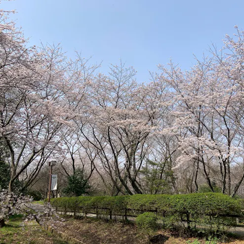 近つ飛鳥風土記の丘