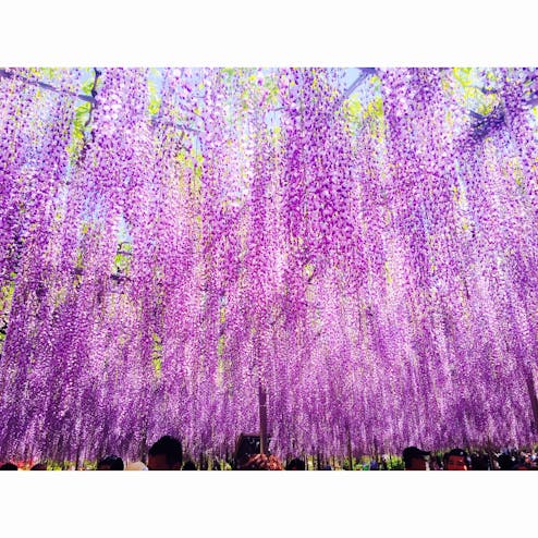 あしかがフラワーパーク