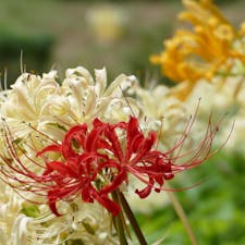 明日香村の稲渕
彼岸花まつり
赤、白、黄色で色とりどり