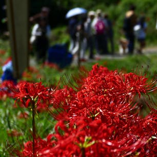 明日香村の稲渕
真っ赤なヒガンバナが満開！