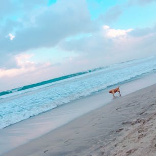 朝のクタビーチで散歩♪

#バリ島 #朝活 #波すごい?!