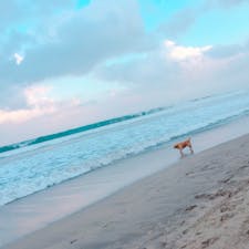 朝のクタビーチで散歩♪

#バリ島 #朝活 #波すごい?!