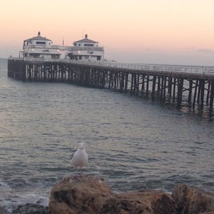 マリブ アメリカ カモメ