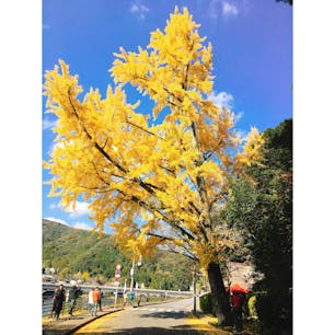 ［大分県］ 青の洞門 
入り口には大きなイチョウの木
迫力◎