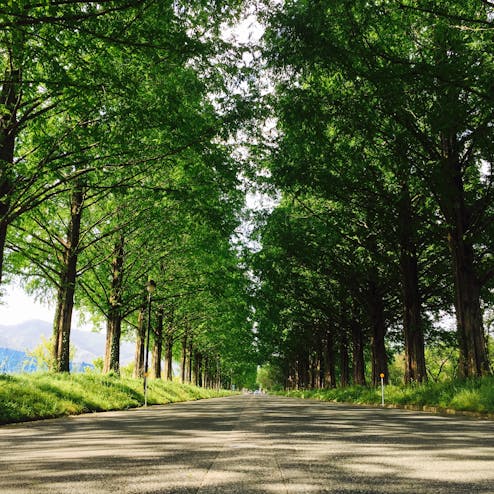 メタセコイア並木