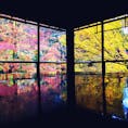 京都の紅葉が綺麗すぎた🍁
 #瑠璃光院 #京都
