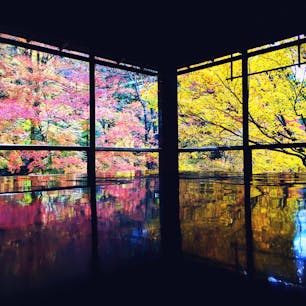 京都の紅葉が綺麗すぎた🍁
 #瑠璃光院 #京都