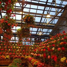 なばなの里ベコニアガーデン