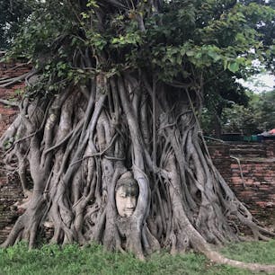 ✨アユタヤ遺跡群✨