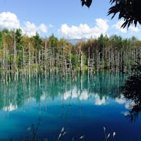 青い池 ❁︎ in美瑛