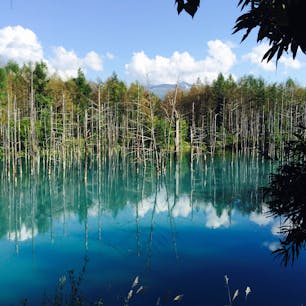 青い池 ❁︎ in美瑛