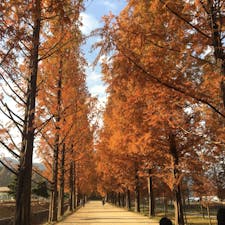 韓国のメタセコイア並木道✨
お家の近くにあったら散歩コース確定なのに、、