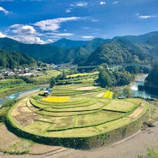 あらぎ島@和歌山です。
稲刈りの途中でしょうか？
黄色と緑のパッチワークの完成です😀