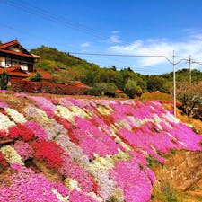 シバザクラ(広島県三原市)