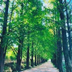 潭陽のメタセコイア並木🧚‍♀️全長8.5km！
映画「華麗なる休暇」「ノートに眠った願いごと」など、色んな映画やドラマの撮影もされてる場所✨
どこもすっごい人で溢れてたけど、最後の最後奇跡的に無人の美しい景色😍 
#メタセコイア並木#潭陽#全羅南道#담양#Damyang