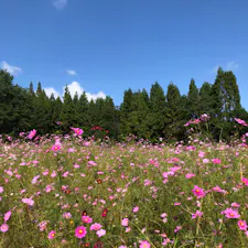 とよのコスモスの里🌸
手作り感満載な感じのコスモス畑でした〜一面ピンクのコスモスでとてもきれいでした✨