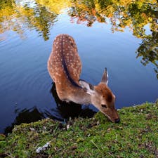 半袖でも汗ばむぐらいに日差しが暑かった先週末の奈良公園で水浴びしてる鹿を発見👀よっぽど気持ちよかったのか、しばらく眺めてましたが池から出る気配はまったくなく、のんきに池の周りの草をはんでました。奈良公園ではときどき水浴びの様子が見られるそうです🦌