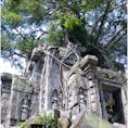 カンボジア　ベンメリア
♡ラピュタのモデル？
遺跡に登ったり触ったりできました
カンボジアで一番おすすめかも♡