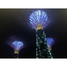 🌳Gardens By The Bay
夜、キラキラだった。また行きたい。