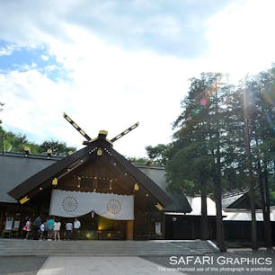 北海道の総鎮守、北海道神宮。札幌市の中心部にありながら緑豊かな自然スポットとしても人気で、市民の憩いの場になっています。桜や紅葉名所としても有名で、多くの野鳥やエゾリスに遭遇することも珍しくありません！