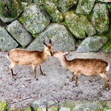 広島県
〜宮島〜（鹿）
タイミングよく撮れた写真です😘
5月頃だったので ツノが短いです