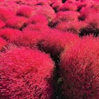 国営ひたちなか海浜公園のコキア^ ^

想像しているより真っ赤で、触ってみたらフワフワかと思いきやゴワゴワしてた。

コキアが植えられているみはらしの丘というところの頂上まで登ると海も一望できて、海なし県にとっては軽く感動。この時期はいろんな種類の秋桜も咲いていてとても綺麗でした^ ^

2018.10/21