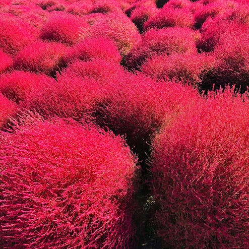 国営ひたち海浜公園