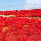 日立海浜公園のコキアの丘です。
コキアの紅葉はそろそろ終わりです。