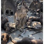 カンガルーがいっぱい！
オーストリアではなく、北九州にあるひびき動物ワールドです✨