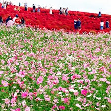 コキアの終わり頃に、コスモスが満開になります。