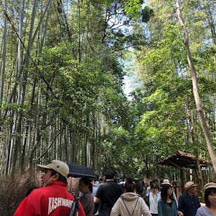 無性にもう一度行きたくなる嵐山
不思議な魅力