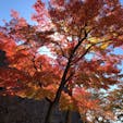 岩手公園の紅葉です🍁わかりにくいですがバックの石垣も綺麗です