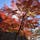 岩手公園の紅葉です🍁わかりにくいですがバックの石垣も綺麗です