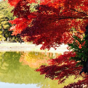 中尊寺は まだ来週あたりが見頃になりそうです   この写真の毛越寺は見頃です