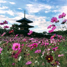 世界遺産の法起寺に建つ日本最古の三重塔と、コスモス。奈良はコスモスや彼岸花や、野の花がきれいなスポットが多いような🌼