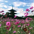 世界遺産の法起寺に建つ日本最古の三重塔と、コスモス。奈良はコスモスや彼岸花や、野の花がきれいなスポットが多いような🌼