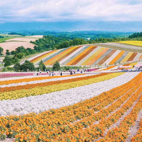 展望花畑 四季彩の丘