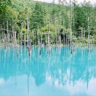 #夏の北海道 #美瑛 #青い池