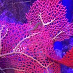 タツノオトシゴ ♡

Cairns  Australia

🇦🇺