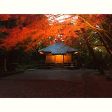 明日までの中尊寺、紅葉ライトアップ。
日が落ちてからの景色は幻想的で、とても素敵でした。
