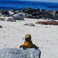 ガラパゴス諸島クルーズ