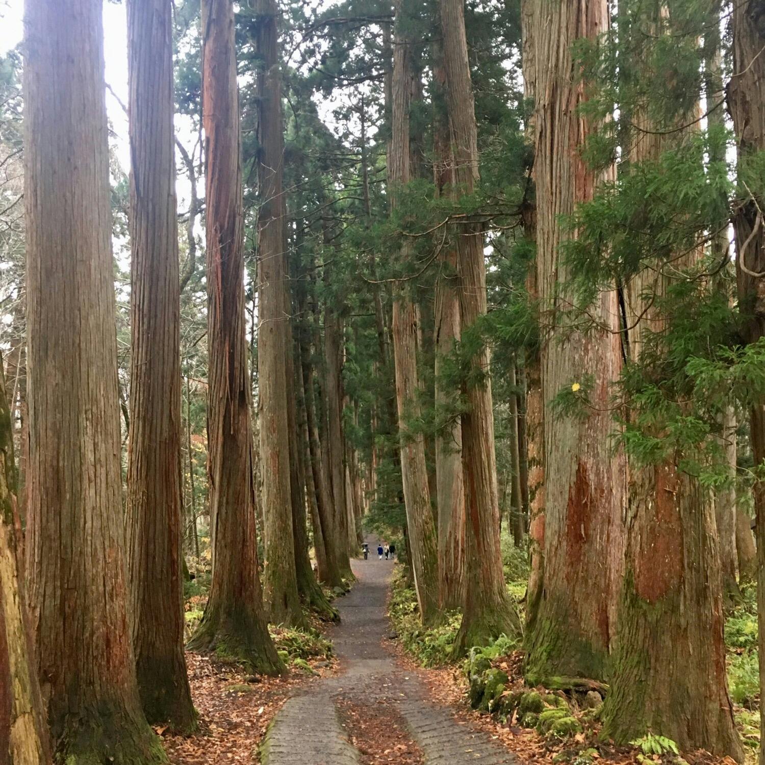 戸隠神社 とがくしじんじゃ の投稿写真 感想 みどころ 18年11月戸隠神社奥社に続く杉並木 トリップノート 戸隠神社 とがくしじんじゃ の投稿写真 感想 みどころ 18年11月戸隠神社奥社に続く杉並木 トリップノート