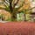 福岡県
〜雷山千如寺大悲王院〜
樹齢400年の一本の大楓による
落ち葉で赤い絨毯に🍁