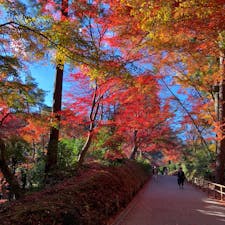 平泉中尊寺の月見坂
思わず立ち止まってしまう色合いでした
