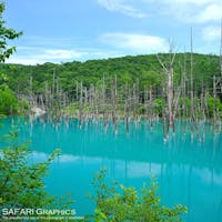 世界中から観光客が訪れている北海道美瑛町の青い池。水没したカラマツや白樺の立ち枯れた様子と、自然界ではあまり見られないミルキーブルーの対比が絶妙です。雪が降り積もる真冬には青くライトアップされ、真っ白な雪とのコントラストがとても綺麗です!