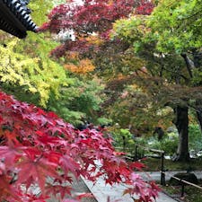 京都 嵐山☆2018.11
常寂光寺

赤と黄色と緑のコントラストがとても綺麗でした(*ˊᵕˋ*)人も多すぎず、お勧めです。
