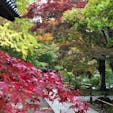 京都 嵐山☆2018.11
常寂光寺

赤と黄色と緑のコントラストがとても綺麗でした(*ˊᵕˋ*)人も多すぎず、お勧めです。
