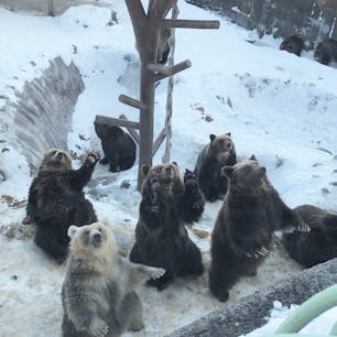 のぼりべつクマ牧場(2017 冬)
☆☆☆☆☆

受付からリフトに乗って山頂へ
入園料 2592円
クマの餌 100円・300円

○クマを至近距離で見られる
   餌をあげられる
   ボスクマの歴史が面白い
   餌を貰うときの芸がある

✖︎冬はユーカラの里には入れない

http://bearpark.jp