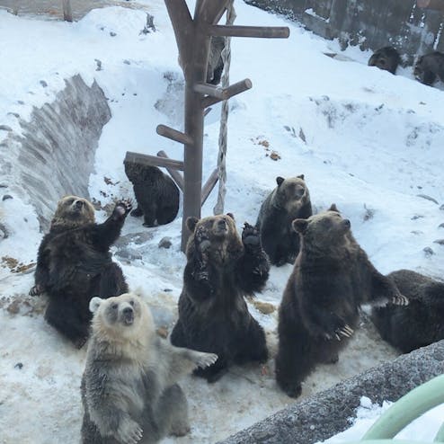 のぼりべつクマ牧場
